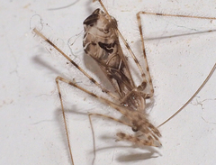 Stenolemus bituberus