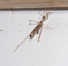 Stenolemus bituberus