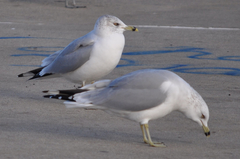 Larus delawarensis