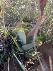 Cotyledon orbiculata oblonga