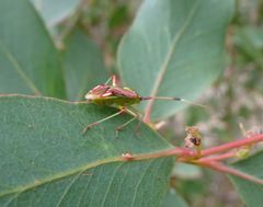 Pseudopantilius australis