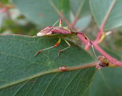 Pseudopantilius australis