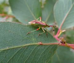 Pseudopantilius australis