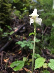 Disperis lindleyana