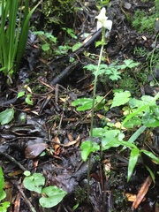 Disperis lindleyana