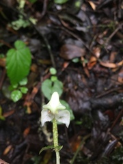Disperis lindleyana