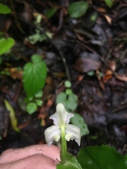Disperis lindleyana