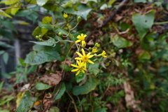 Senecio angulatus