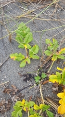 Glehnia littoralis