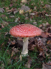 Amanita muscaria