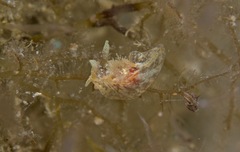 Goniodoris meracula