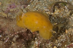 Sclerodoris