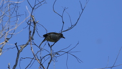Edolisoma tenuirostre