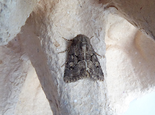 Flounced Rustic photo 2