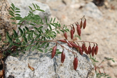 Astragalus kaufmannii
