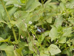 Oleria quintina