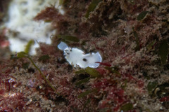 Glossodoris angasi