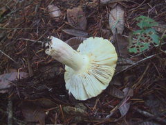 Russula basifurcata