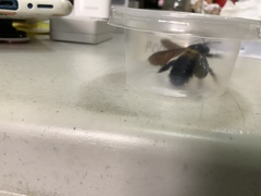 Xylocopa