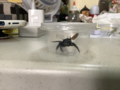 Xylocopa