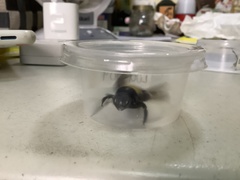 Xylocopa