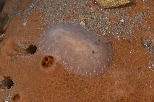 Rostanga crawfordi (Burn, 1969)