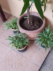 Chlorophytum comosum