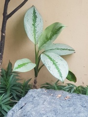 Chlorophytum comosum