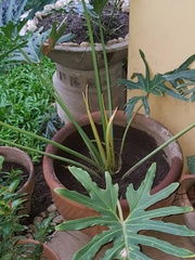 Chlorophytum comosum