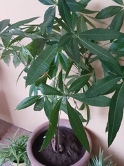 Chlorophytum comosum