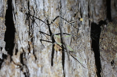 Phasmatini