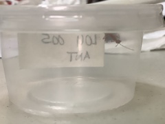 Oecophylla smaragdina