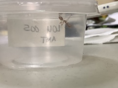 Oecophylla smaragdina
