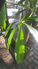Alstonia scholaris