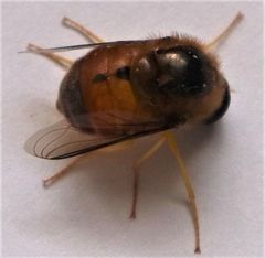 Psilodera valida