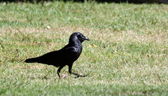 Corvus orru