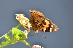 Vanessa indica