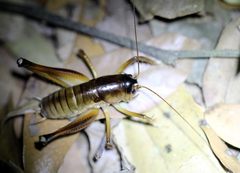 Penalva flavocalceata