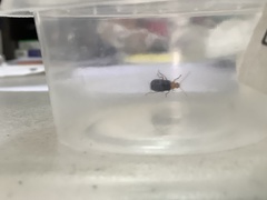 Chrysomelidae
