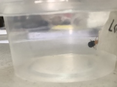 Chrysomelidae