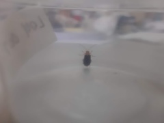 Chrysomelidae