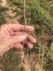 Aristida inaequiglumis