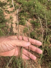 Aristida inaequiglumis