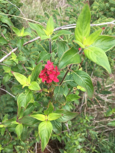 Paracarphalea pervilleana