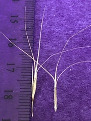 Aristida inaequiglumis