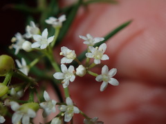 Platysace ericoides