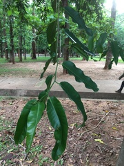 Treculia