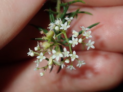 Platysace ericoides