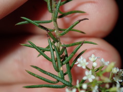 Platysace ericoides