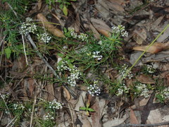 Platysace ericoides